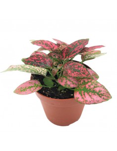 Hypoestes Red: Pianta delle Lentiggini Rossa - Vaso 8,5 cm