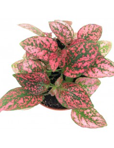 Hypoestes Red: Pianta delle Lentiggini Rossa - Vaso 8,5 cm 2