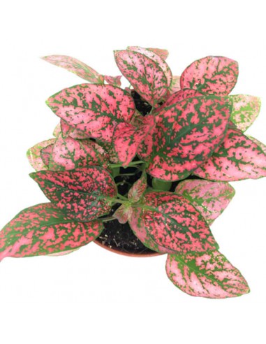 Hypoestes Red: Pianta delle Lentiggini Rossa - Vaso 8,5 cm