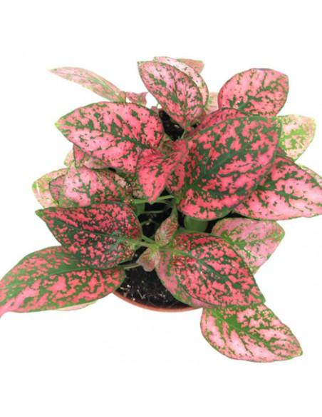 Hypoestes Red: Pianta delle Lentiggini Rossa - Vaso 8,5 cm