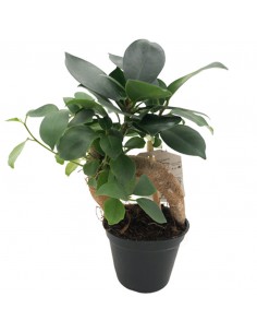 FICUS MICROCARPA "GINSENG" Diametro vaso 6 cm
