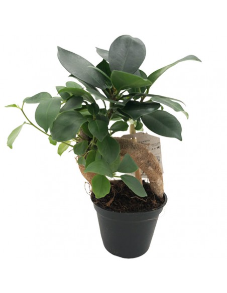 FICUS MICROCARPA "GINSENG" Diametro vaso 6 cm