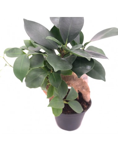 FICUS MICROCARPA "GINSENG" Diametro vaso 6 cm