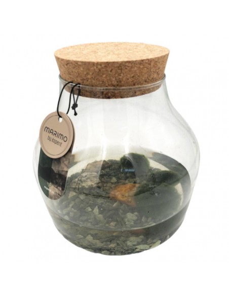 MARIMO Diametro 15 Cm Altezza 15 Cm