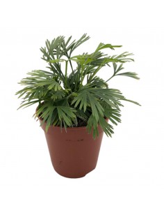 FERNS ACTINIOPTERIS AUSTRALIS Diametro vaso 5.5 cm