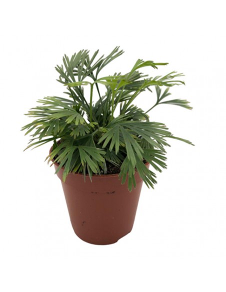 FERNS ACTINIOPTERIS AUSTRALIS Diametro vaso 5.5 cm