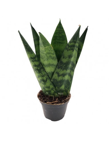 SANSEVIERIA ZEYLANICA FAN  Diametro vaso 6 cm