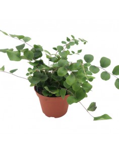 PELLAEA ROTUNDIFOLIA Diametro vaso 7 cm