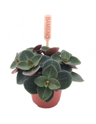 PEPEROMIA 'RED LOG' VERTICILATA RED Diametro vaso 5.5 cm