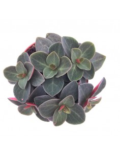 PEPEROMIA 'RED LOG' VERTICILATA RED Diametro vaso 5.5 cm 2
