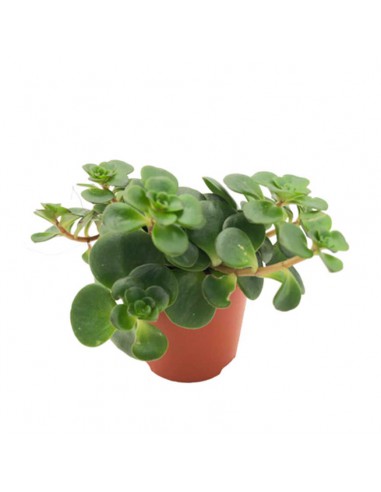 SEDUM MAKINOI KOSMOSJE TORNADO diametro vaso 5.5 cm