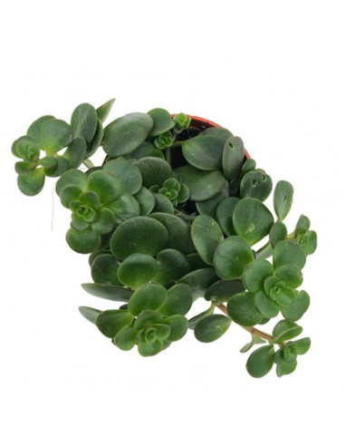 SEDUM MAKINOI KOSMOSJE TORNADO diametro vaso 5.5 cm