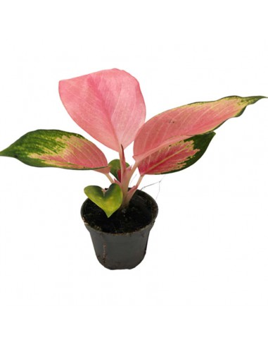 AGLAONEMA RED DRAGON diametro vaso 6 cm