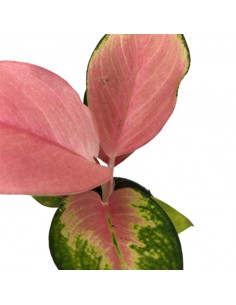 AGLAONEMA RED DRAGON diametro vaso 6 cm 2