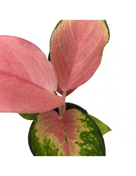 AGLAONEMA RED DRAGON diametro vaso 6 cm