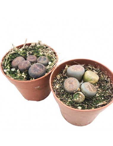 LITHOPS "SASSI VIVI" Diametro vaso 5.5 cm