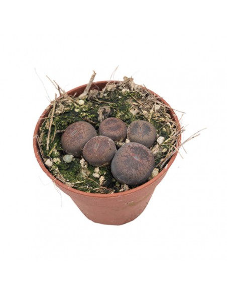 LITHOPS "SASSI VIVI" Diametro vaso 5.5 cm