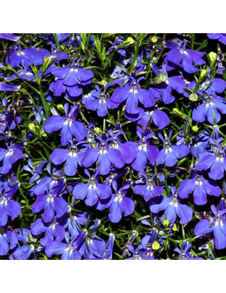 LOBELIA Diametro vaso 14 cm facile da coltivare