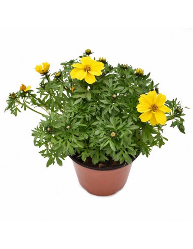 BIDENS Diametro vaso 14 cm