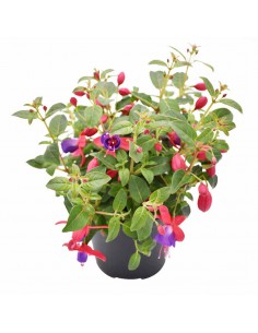 FUCSIA diametro vaso 14 cm