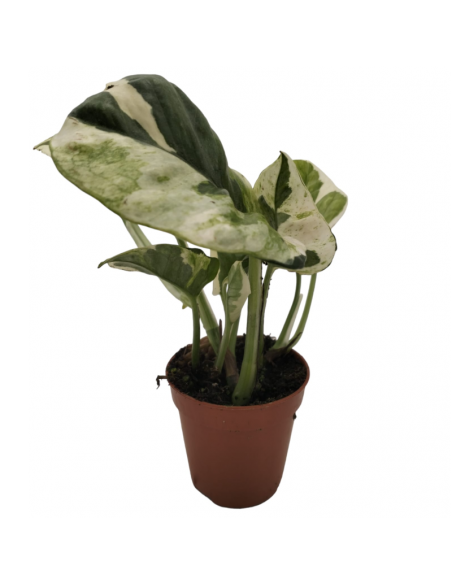 EPIPREMNUM AUREUM N'JOY diametro vaso 5,5 cm