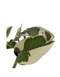 EPIPREMNUM AUREUM N'JOY diametro vaso 5,5 cm 2