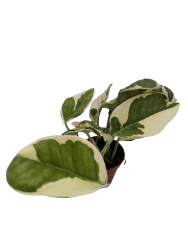 EPIPREMNUM AUREUM N'JOY diametro vaso 5,5 cm