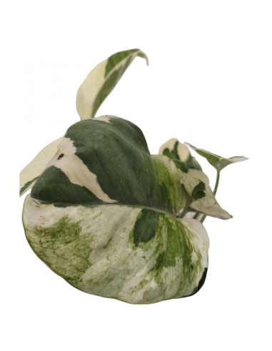 EPIPREMNUM AUREUM N'JOY diametro vaso 5,5 cm