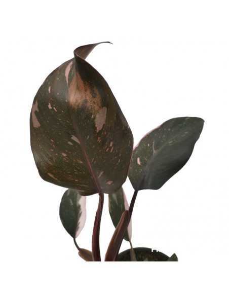 PHILODENDRON PINK PRINCESS dimensione vaso 6 cm