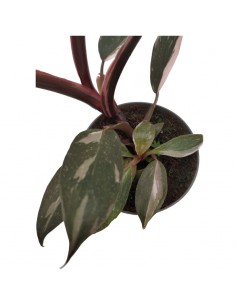 PHILODENDRON PINK PRINCESS dimensione vaso 6 cm 2