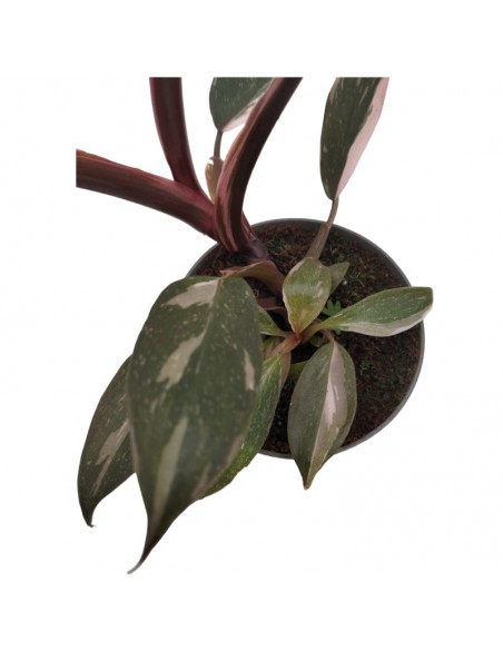 PHILODENDRON PINK PRINCESS dimensione vaso 6 cm