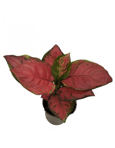 AGLAONEMA SUN STAR dimensione vaso 12 cm