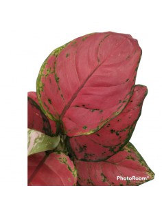 AGLAONEMA SUN STAR dimensione vaso 12 cm 2
