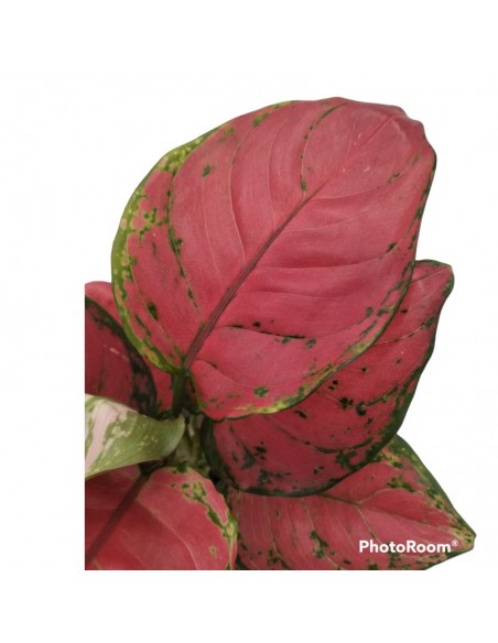 AGLAONEMA SUN STAR dimensione vaso 12 cm