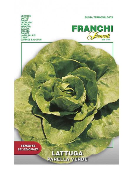 LATTUGA PARELLA VERDE