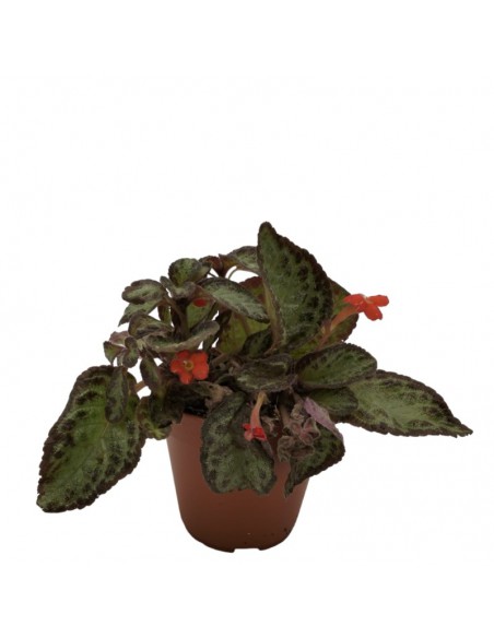 EPISCIA HARLEQUIN diametro vaso 12 cm