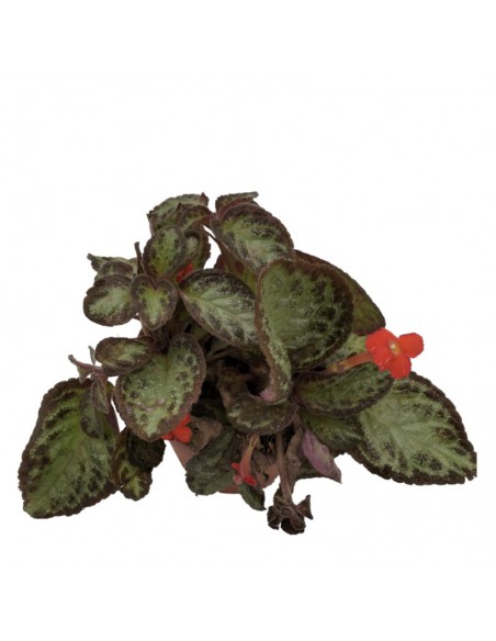 EPISCIA HARLEQUIN diametro vaso 12 cm