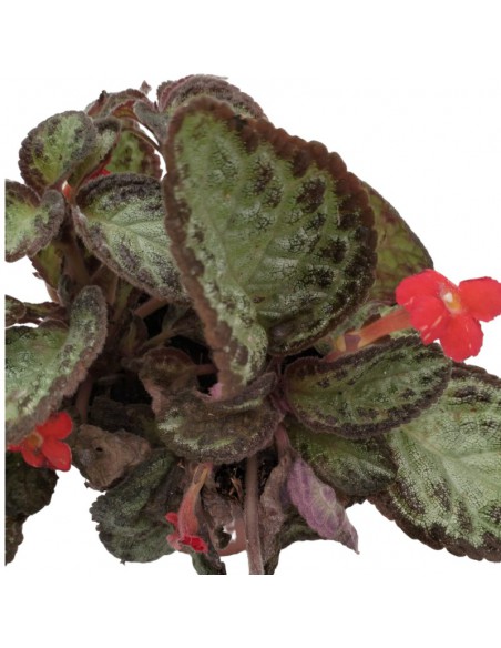 EPISCIA HARLEQUIN diametro vaso 12 cm