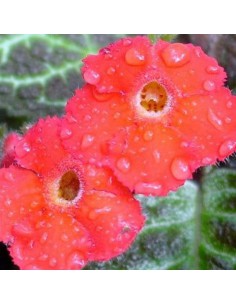 EPISCIA HARLEQUIN diametro vaso 12 cm