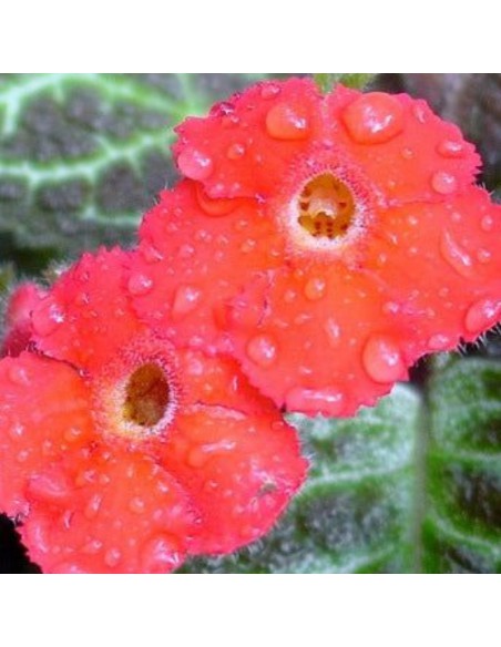 EPISCIA HARLEQUIN diametro vaso 12 cm