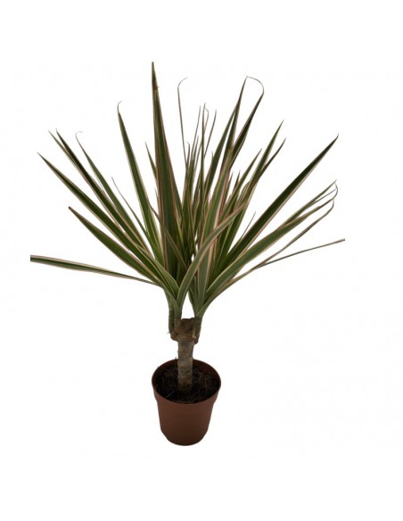 PIANTE VERDI MIX AD ALBERELLO diametro vaso 8.50 cm