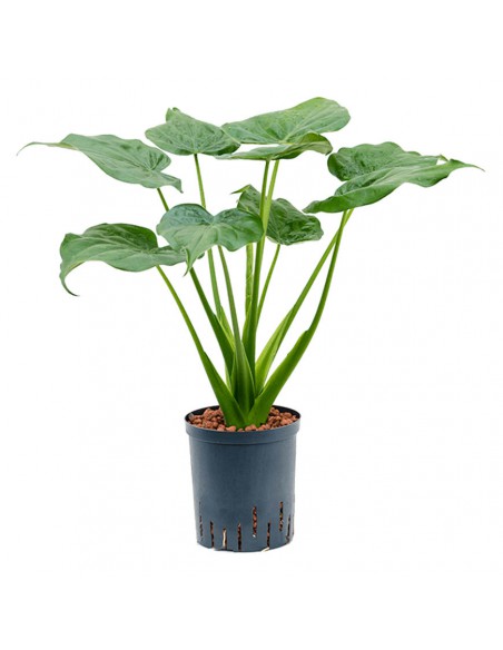 IDROCOLTURA ALOCASIA CUCULLATA Vaso diametro 18/19CM