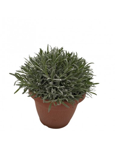 LAVANDA diametro vaso 25 cm