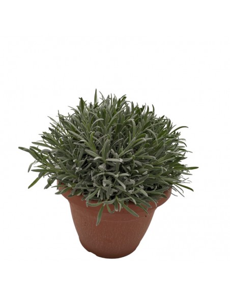 LAVANDA diametro vaso 25 cm