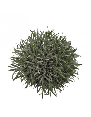 LAVANDA diametro vaso 25 cm