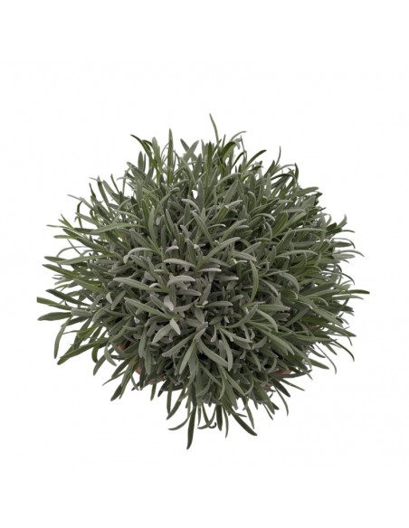 LAVANDA diametro vaso 25 cm