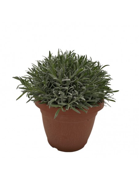 LAVANDA diametro vaso 25 cm