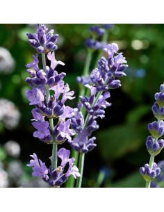 LAVANDA diametro vaso 25 cm