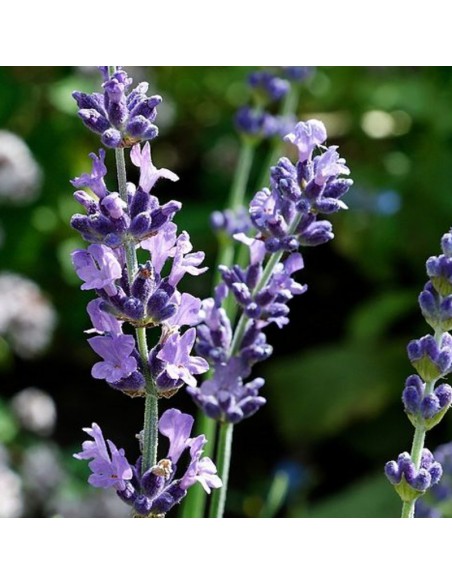LAVANDA diametro vaso 25 cm