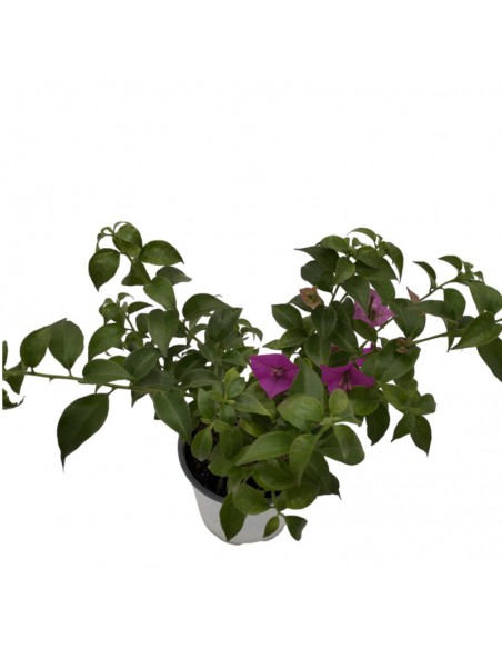 Bougainvillea Sanderiana Ø 14 cm: Viola Intenso per il Sole